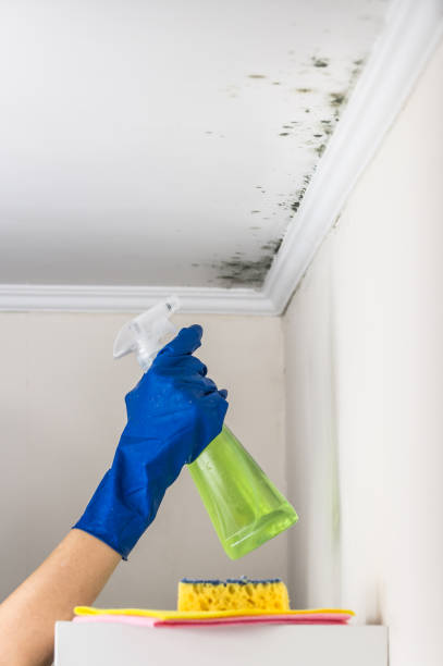 Mold Testing and Removal in River Road, NC